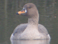 Tundra Bean Goose